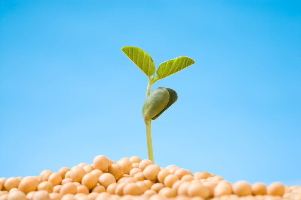 A ABRASS comemora o dia da semente neste 21 de agosto, destacando a grandeza desse insumo que é o elo entre a indústria e o agricultor.